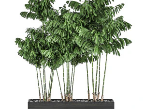 palmeira decorativa chamaedorea em vasos 797 Modelo 3D