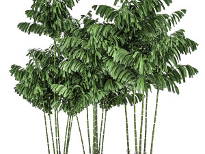 decorative palm chamaedorea in flowerpots 797 3D Модель