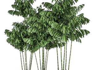 decorative palm chamaedorea in flowerpots 797 3D Model