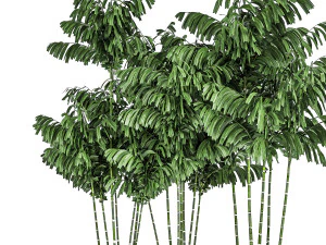 decorative palm chamaedorea in flowerpots 797 3D Model