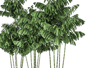 decorative palm chamaedorea in flowerpots 797 3D Модель