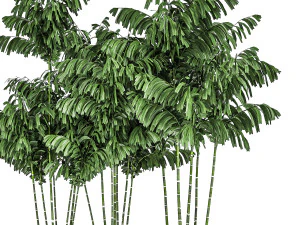 decorative palm chamaedorea in flowerpots 797 3D Model