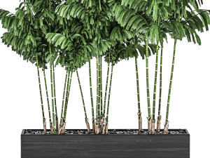 decorative palm chamaedorea in flowerpots 797 3D Модель