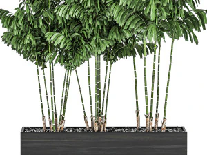 decorative palm chamaedorea in flowerpots 797 3D Model