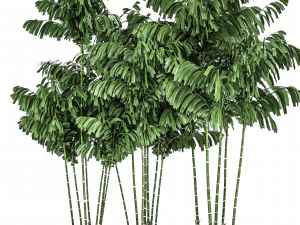 decorative palm chamaedorea in flowerpots 797 3D Model