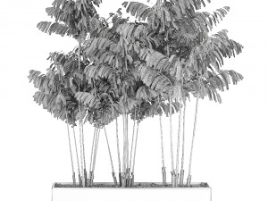 decorative palm chamaedorea in flowerpots 797 3D Модель