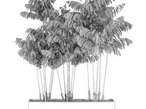 decorative palm chamaedorea in flowerpots 797 3D Model