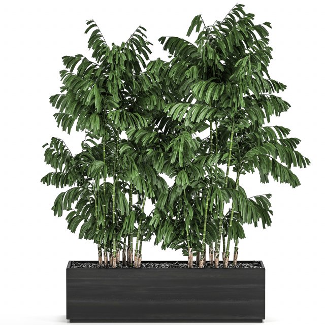 decorative palm chamaedorea in flowerpots 798 Model 3D .c4d .max .obj .3ds .fbx .stl .blend 