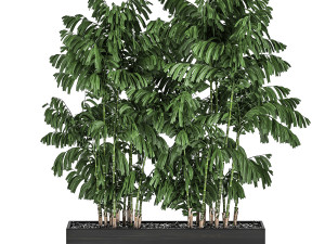 decorative palm chamaedorea in flowerpots 798 3D Model