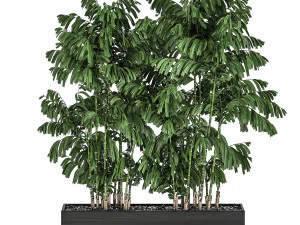 palmera decorativa chamaedorea en macetas 798 Modelo 3D