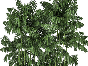 decorative palm chamaedorea in flowerpots 798 Model 3D