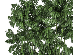 decorative palm chamaedorea in flowerpots 798 Model 3D