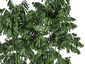 decorative palm chamaedorea in flowerpots 798 Model 3D