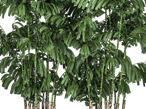 decorative palm chamaedorea in flowerpots 798 Model 3D