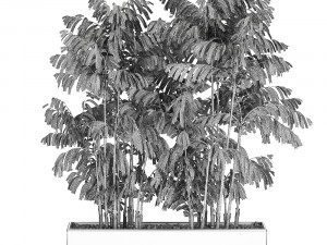 decorative palm chamaedorea in flowerpots 798 Model 3D
