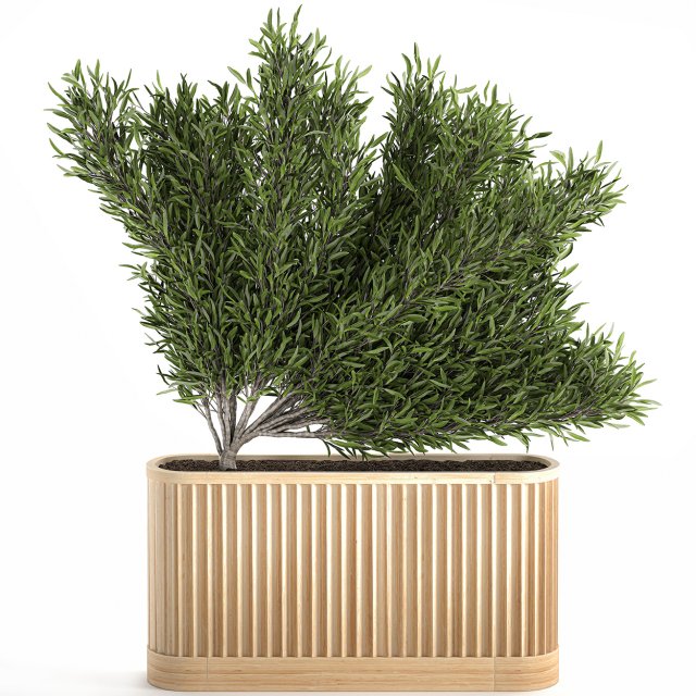 decorative tree in a bamboo flowerpots 800 3D Model .c4d .max .obj .3ds .fbx .stl .blend 