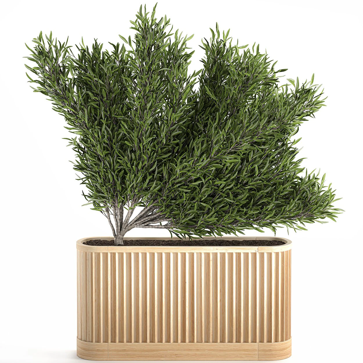 decorative tree in a bamboo flowerpots 800 3D Model .c4d .max .obj .3ds .fbx .stl .blend 