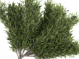 decorative tree in a bamboo flowerpots 800 3D Model
