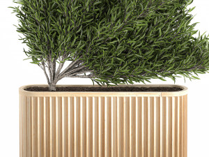 decorative tree in a bamboo flowerpots 800 3D Model
