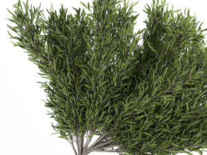 decorative tree in a bamboo flowerpots 800 3D Model