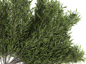 decorative tree in a bamboo flowerpots 800 3D Model