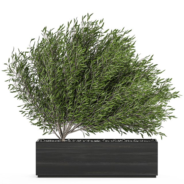decorative tree in a black flowerpots 801 3D 모델 .c4d .max .obj .3ds .fbx .stl .blend 