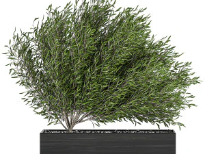 &aacute;rvore decorativa em vasos pretos 801 Modelo 3D