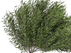 decorative tree in a black flowerpots 801 3D 모델