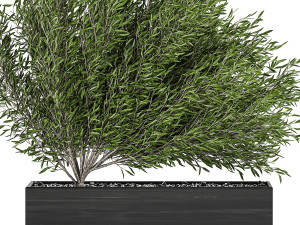 decorative tree in a black flowerpots 801 3D 모델