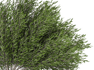decorative tree in a black flowerpots 801 3D 모델