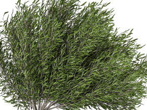 decorative tree in a black flowerpots 801 3D 모델
