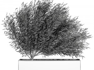 decorative tree in a black flowerpots 801 3D 모델