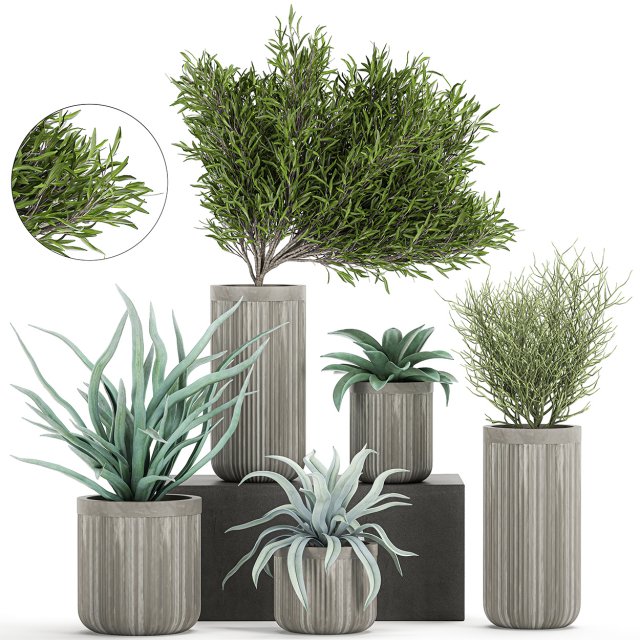 decorative plants in a concrete flowerpots 802 Model 3D .c4d .max .obj .3ds .fbx .stl .blend 