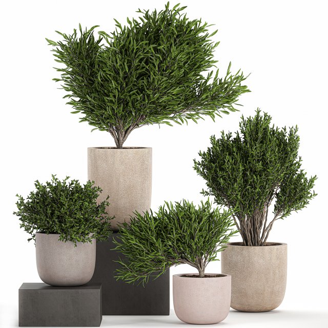 decorative tree in a flowerpots 803 3D-Modell .c4d .max .obj .3ds .fbx .stl .blend 