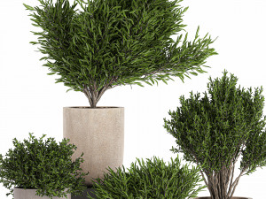 decorative tree in a flowerpots 803 3D-Modell