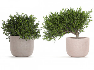 decorative tree in a flowerpots 803 3D-Modell