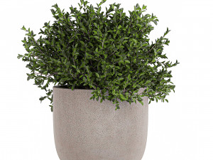 decorative tree in a flowerpots 803 3D-Modell