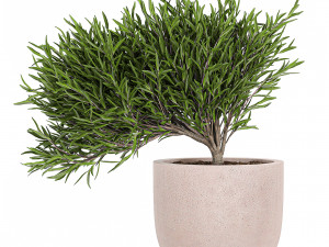 decorative tree in a flowerpots 803 3D-Modell