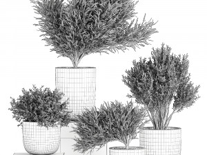 decorative tree in a flowerpots 803 3D-Modell