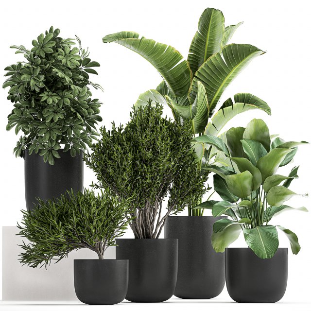 collection of decorative plants in flowerpots 804 Modelo 3D .c4d .max .obj .3ds .fbx .stl .blend 