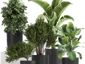 collection of decorative plants in flowerpots 804 Modelo 3D