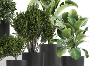 collection of decorative plants in flowerpots 804 Modelo 3D