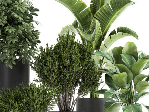 collection of decorative plants in flowerpots 804 3D Model