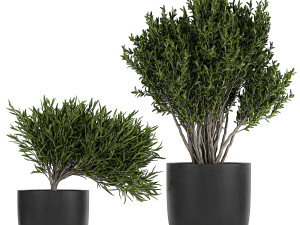collection of decorative plants in flowerpots 804 Modelo 3D