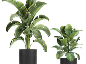 collection of decorative plants in flowerpots 804 Modelo 3D