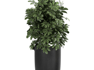 collection of decorative plants in flowerpots 804 Modelo 3D