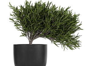 collection of decorative plants in flowerpots 804 Modelo 3D