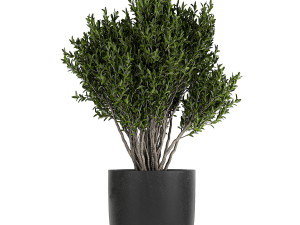 collection of decorative plants in flowerpots 804 Modelo 3D