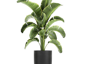 collection of decorative plants in flowerpots 804 Modelo 3D