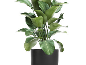 collection of decorative plants in flowerpots 804 Modelo 3D